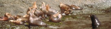California sea lions with harem - Tim Hauf 1994